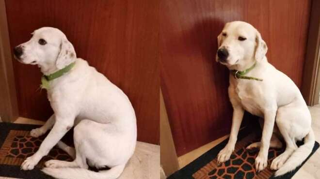 aparadekto-zeygari-stin-eyvoia-metakomise-kai-paratise-ton-skylo-toy-stin-exoporta-na-toys-perimenei-102038