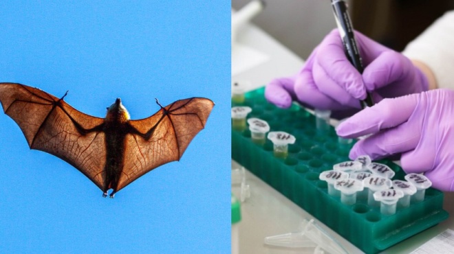 anakalypsan-6-neoys-koronoioys-se-nychterides-kindynos-gia-nees-pandimies-sto-mellon-apo-tis-agores-zoon-tis-asias-41342