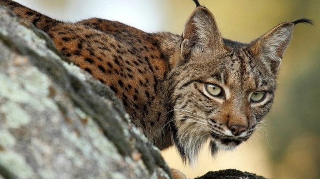 arktoyros-filoxenei-pleon-3-exafanismenes-stin-ellada-lygkes-vinteo-30924