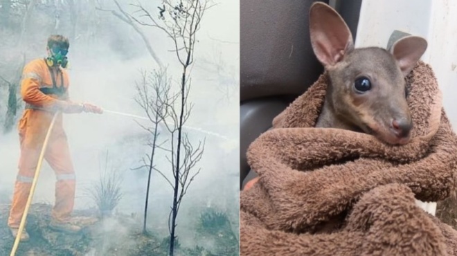 pyrkagies-aystralia-pyrosvestis-sozei-moro-kagkoyro-apo-tis-foties-kai-sygkinei-to-diadiktyo-56699