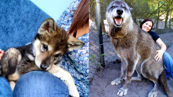 pire-spiti-tis-ena-koytavi-poy-vrike-ston-dromo-pleon-einai-ena-tepastio-thirio-poy-tpomazei-3616