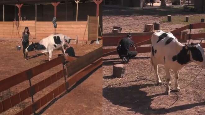 i-farma-epiko-atychima-me-agelada-poy-patise-kai-ekane-tin-anagki-tis-pano-sti-maria-93082