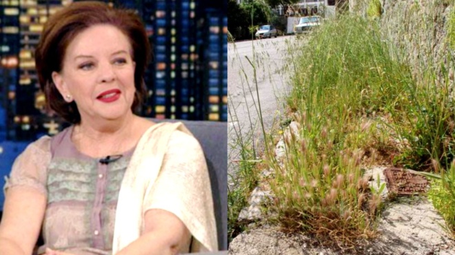 mara-meimaridi-sti-proigoymeni-zoi-eicha-gennithei-os-chorto-alla-xanaegina-anthropos-einai-poly-spanio-ayto-7250