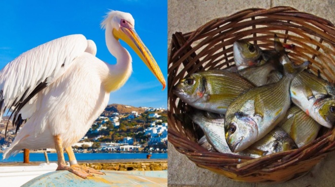 mykonos-ta-freska-psaria-poy-troei-o-petros-o-pelekanos-kostizoyn-1-600-eyro-61027