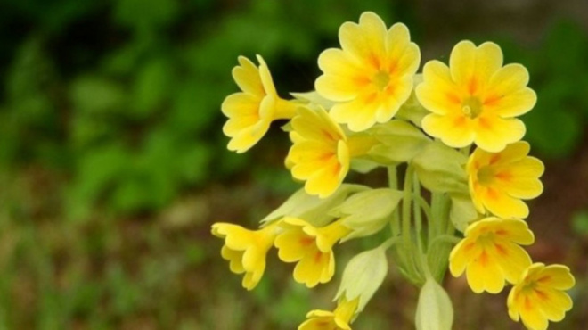 ochi-i-primoyla-gnosti-kai-os-to-loyloydi-toy-darvinoy-den-poleitai-50-000-eyro-to-kilo-31882