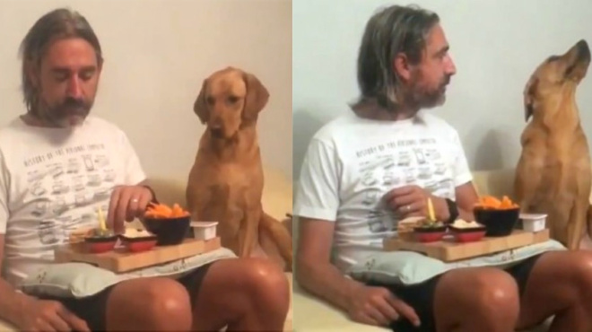 peinasmenos-skylos-koitaei-pos-troei-to-afentiko-toy-kai-i-antidrasi-toy-einai-gia-oskar-73597