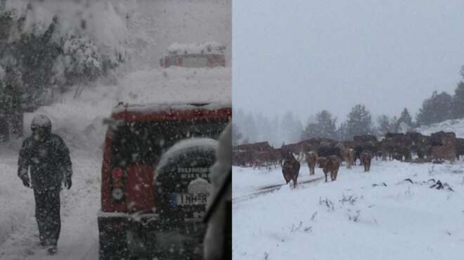 thriler-stin-kriti-telos-kalo-ola-kala-gia-toys-agnooymenoys-ktinotrofoys-109744