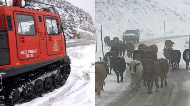 thriler-stin-kriti-anazitoyntai-treis-ktinotrofoys-sta-voyna-tis-kritis-109764