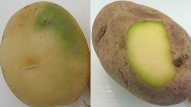 patates-poy-prasinizoyn-giati-den-prepei-na-tis-trome-amp-8211-ti-kindynos-yparchei-71414