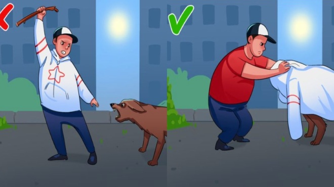 epithesi-skyloy-ti-prepei-na-kaneis-se-periptosi-poy-soy-epitethei-enas-adespotos-skylos-23110