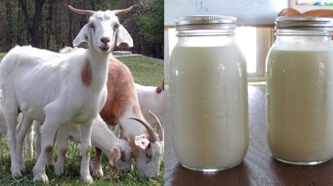 katsikisio-gala-gia-to-gastriko-elkos-tin-osteoporosi-ti-sidiropenia-kai-alles-astheneies-87814