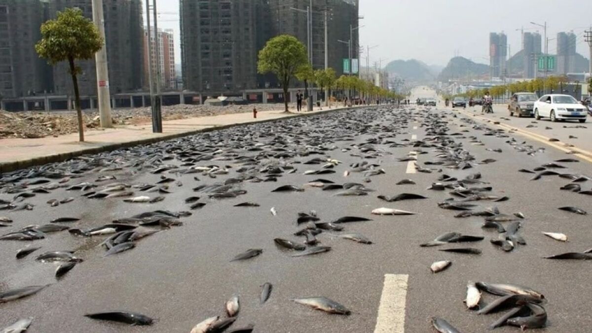  Έβρεξε… ψάρια