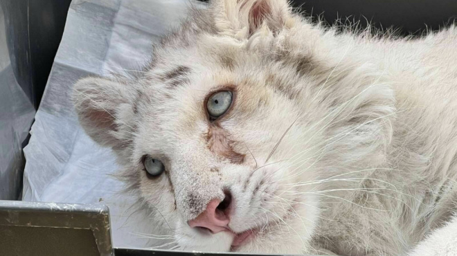 aschima-nea-gia-to-leyko-tigraki-dystychos-epivevaiothikan-oi-fovoi-sokaroyn-ta-apotelesmata-ton-exetaseon-133349