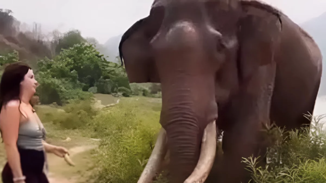 tin-petaxe-ston-aera-me-toys-chayliodontes-elefantas-epitethike-se-gynaika-poy-ton-koroideye-me-mpananes-146320