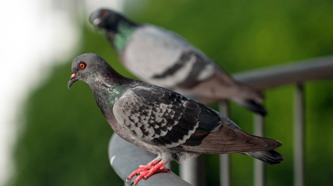 peristeria-sto-mpalkoni-to-aplo-kolpo-na-ta-dioxete-mia-kai-kali-amp-038-na-apallageite-apo-tis-enochlitikes-koytsoylies-152623