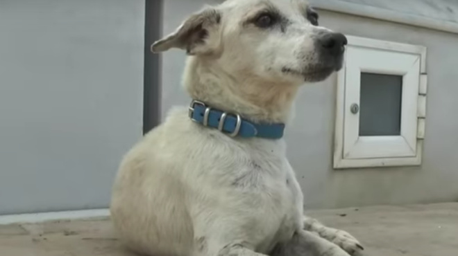 o-amp-8220-chatsiko-amp-8221-tis-korinthias-skylakos-arneitai-na-fygei-apo-ton-tafo-toy-idioktiti-toy-poy-pethane-prin-apo-1-mina-160028