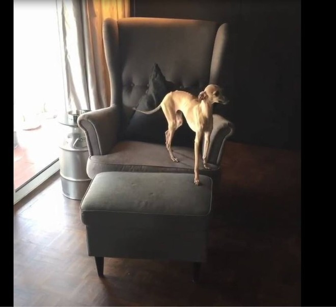 Μιχάλης Λεβεντογιάννης