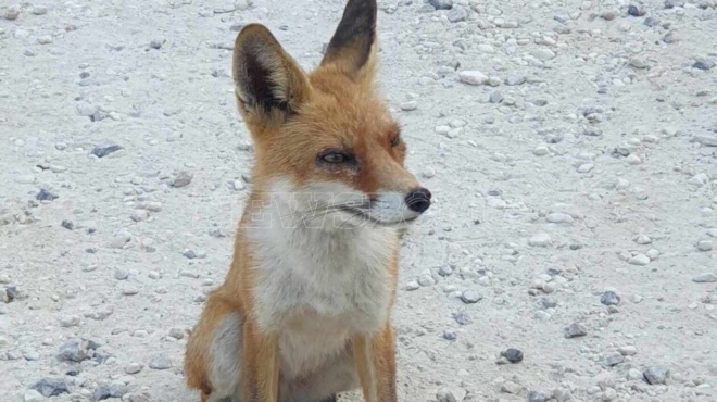 kanei-ton-gyro-toy-diadiktyoy-alepoydaki-stin-parnitha-egine-fili-me-toys-anthropoys-kai-pozarei-gia-fotografies-169119