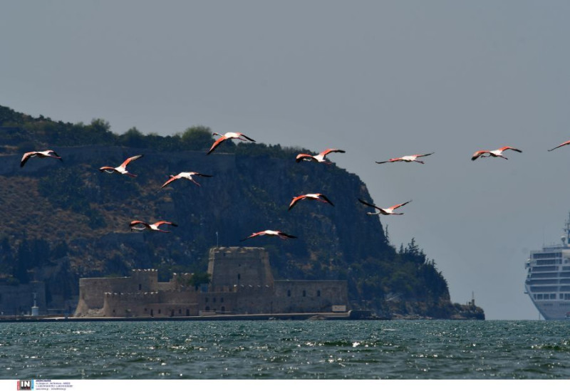 Φλαμίνγκο στο Ναύπλιο