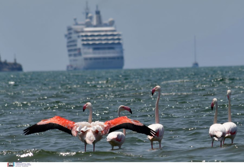 Φλαμίνγκο στο Ναύπλιο