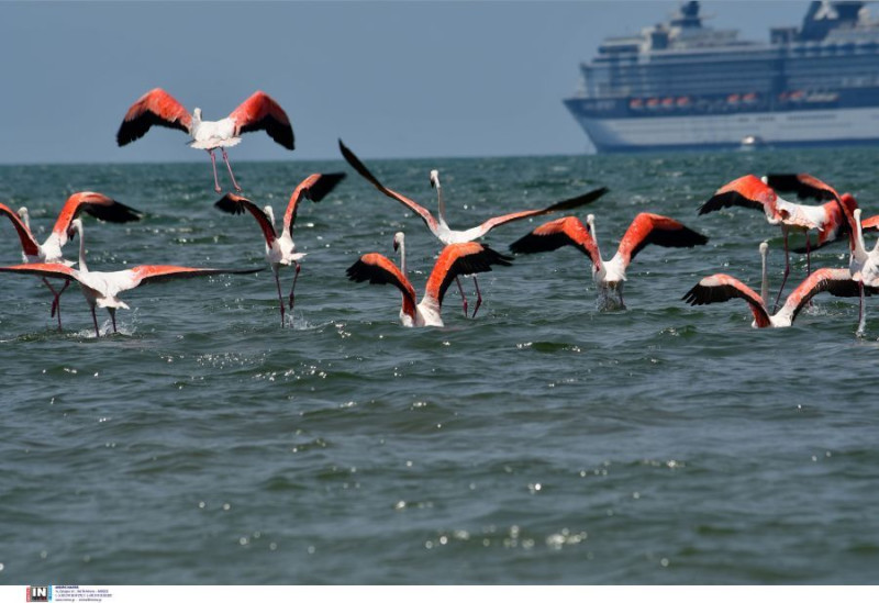 Φλαμίνγκο στο Ναύπλιο