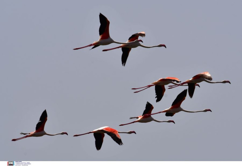 Φλαμίνγκο στο Ναύπλιο