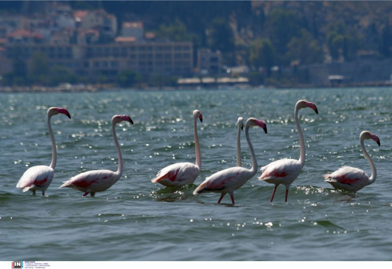 Φλαμίνγκο στο Ναύπλιο