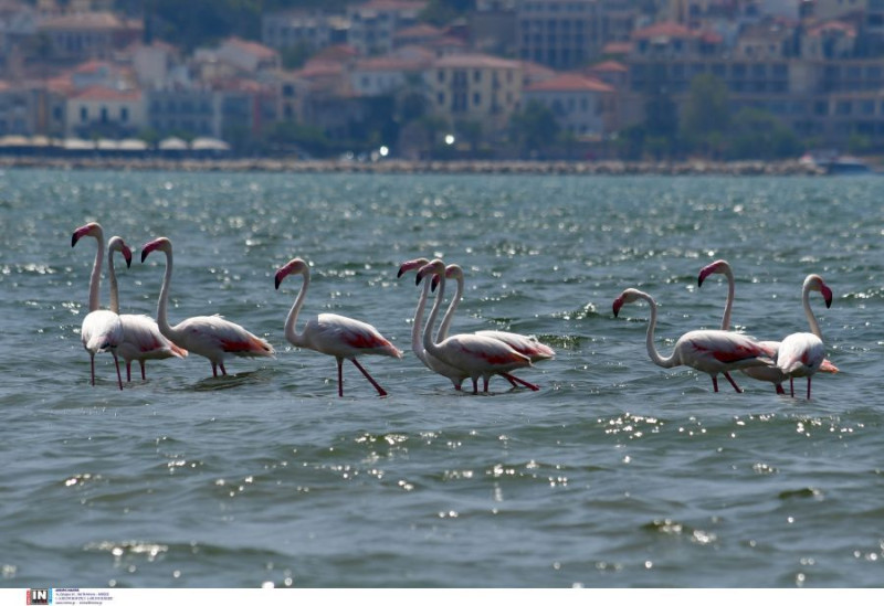 Φλαμίνγκο στο Ναύπλιο