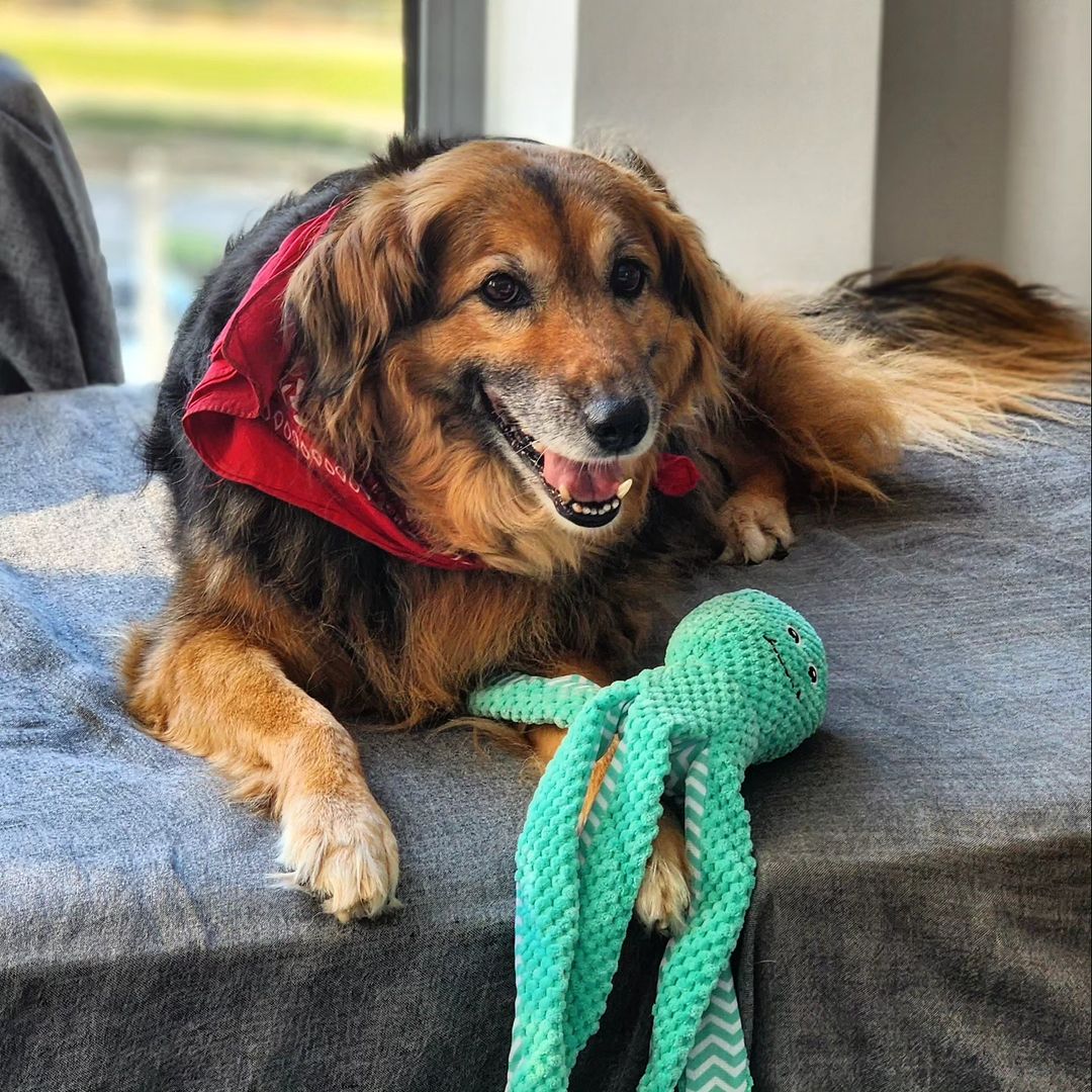 Γιώργος Κόρομι σκυλίτσα 