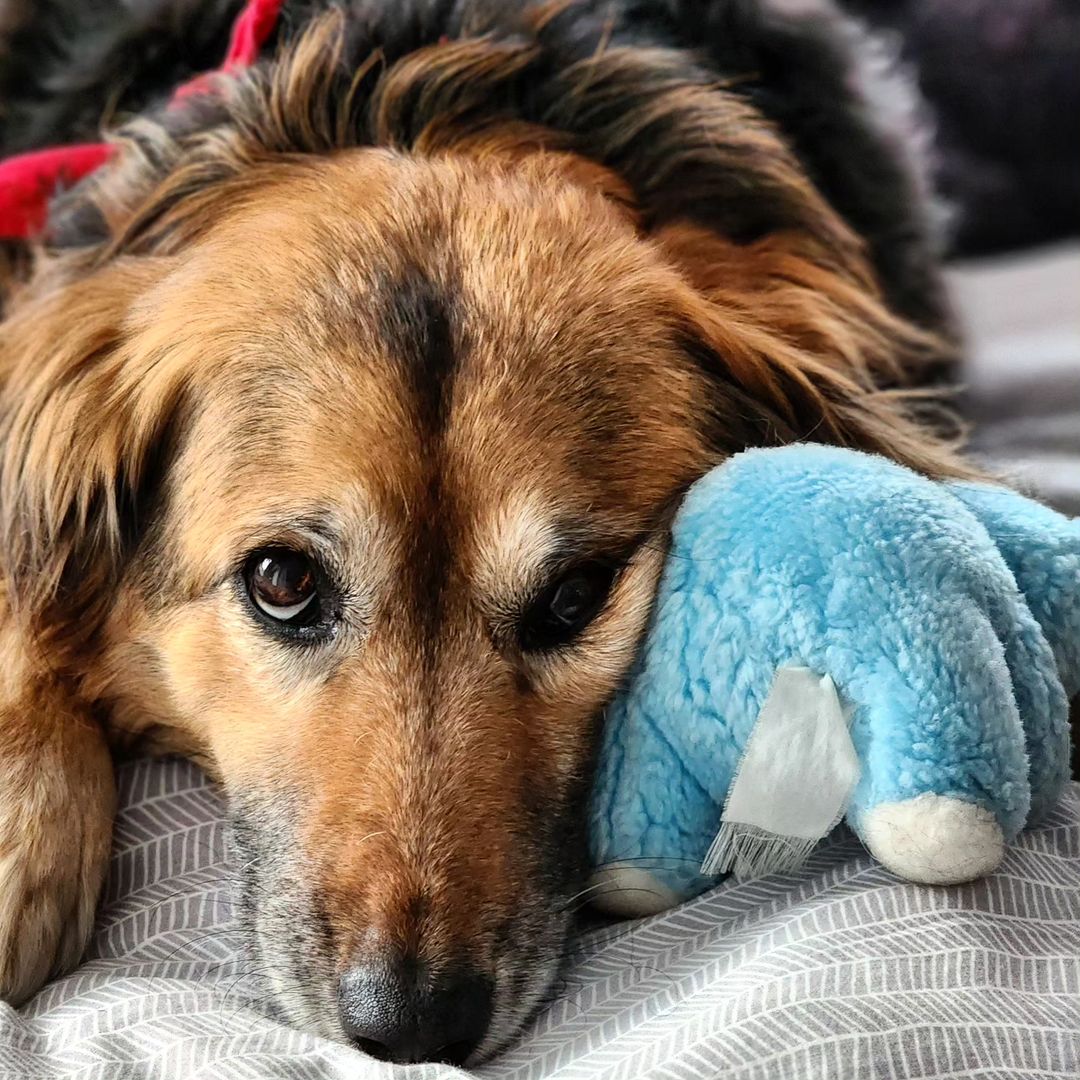 Γιώργος Κόρομι σκυλίτσα 