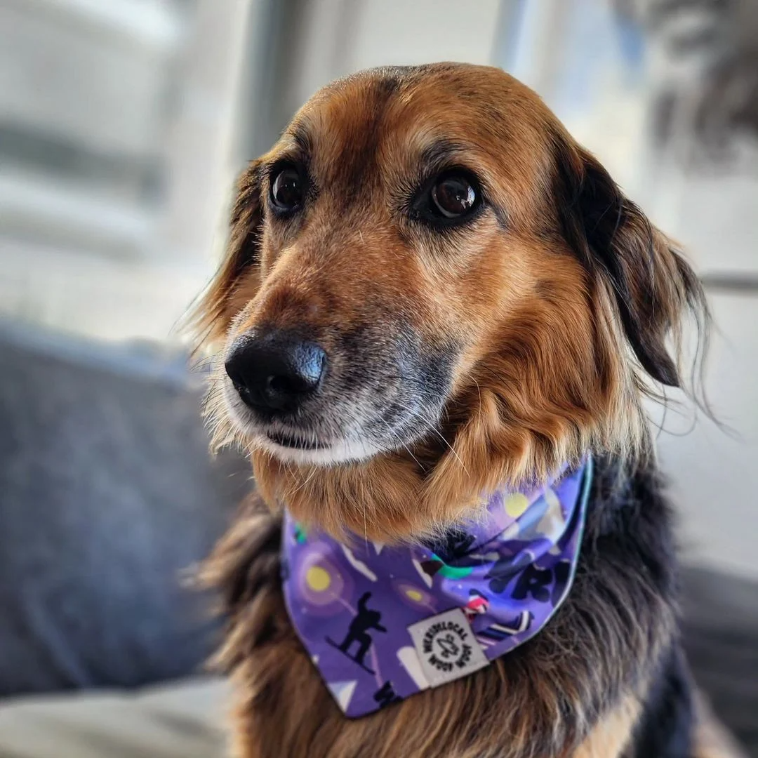 Γιώργος Κόρομι σκυλίτσα 