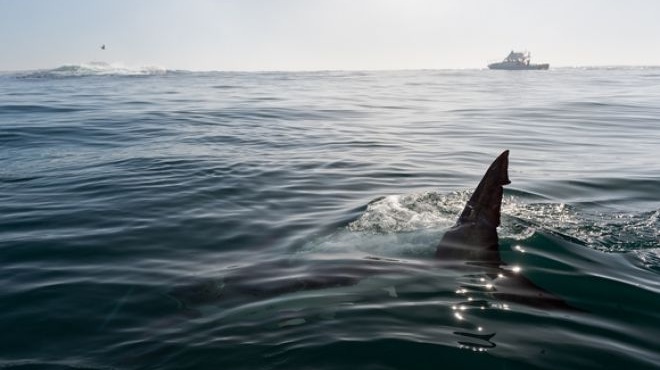 panikos-se-gnosti-elliniki-paralia-emfanistike-karcharias-etrechan-exo-apo-ti-thalassa-179654