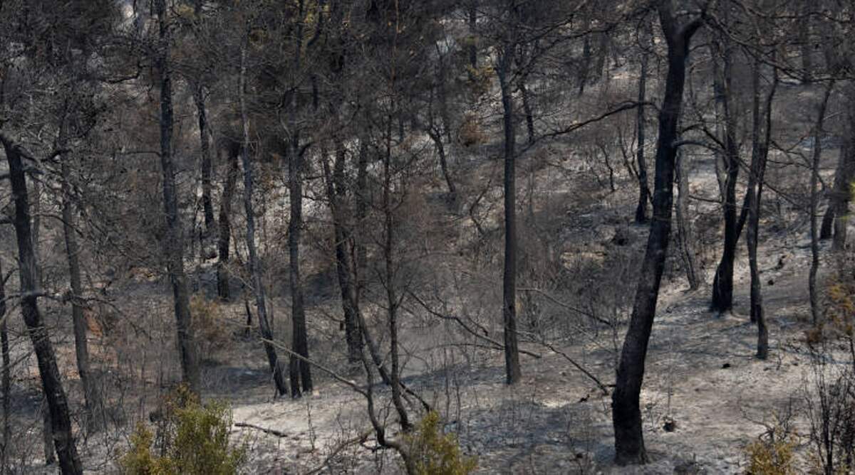 Απανθρακωμένος μετανάστης στο δάσος της Δαδιάς
