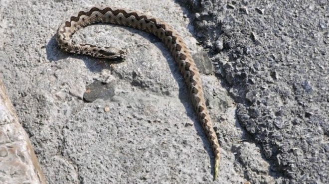 etrechan-oloi-mesa-sta-spitia-toys-chamos-stin-mesi-toy-dromoy-emfanistike-ochia-pagosan-oi-perastikoi-181647