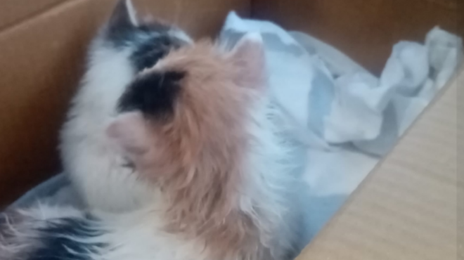 ktinodia-ston-volo-ekleisan-gatakia-se-koyti-apo-papoytsia-kai-ta-petaxan-sta-skoypidia-177687