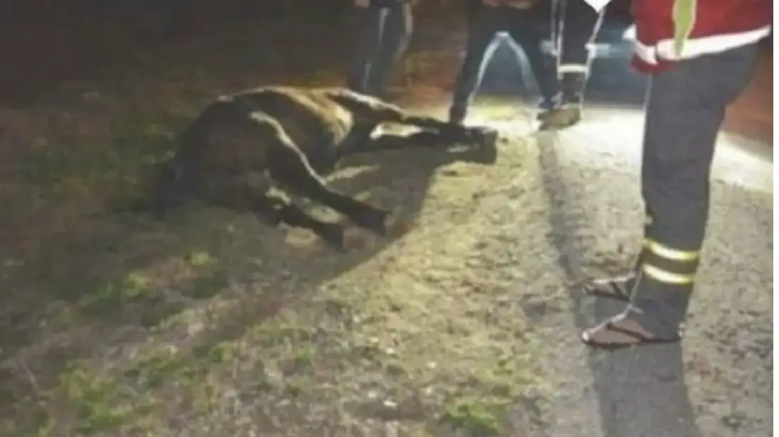 Νεκρό άλογο στη Χαλκίδα 