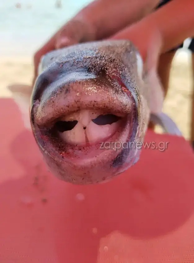 Λαγοκέφαλος στην Κρήτη 