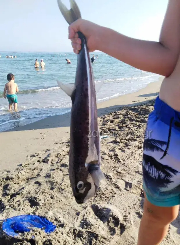 Λαγοκέφαλος στην Κρήτη 