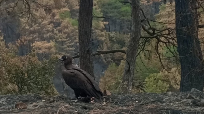 ragisan-kardies-oi-mayrogypes-se-apognosi-anazitoyn-tis-folies-toys-sto-kammeno-dasos-tis-dadias-184215