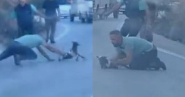 Βοσκός έσωσε κατσίκι από τα αυτοκίνητα