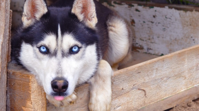 niotho-terastia-aidia-kolafos-o-dikigoros-toy-kidemona-toy-oliver-amp-8211-oi-apeiles-amp-038-i-ichiri-paraitisi-219129