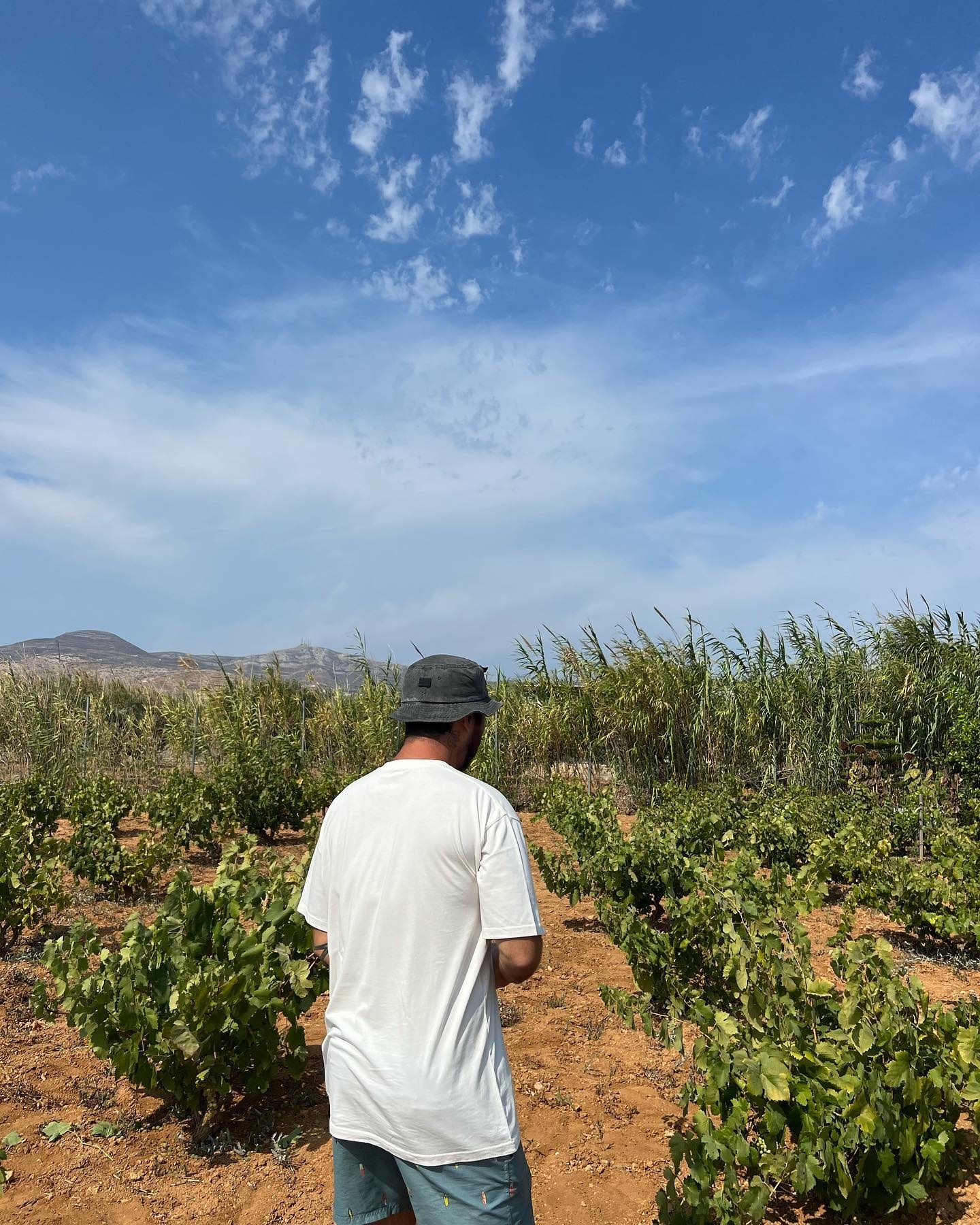 Μιχαήλ Βαρθακούρης σοδειά 