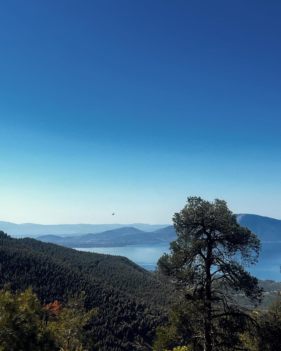Δανάη Παππά τάμα 
