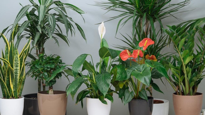 petaxte-ta-amesos-ta-6-agapimena-fyta-esoterikoy-choroy-poy-kanoyn-kako-stin-ygeia-apo-tis-gates-poy-zoyne-sto-spiti-273256