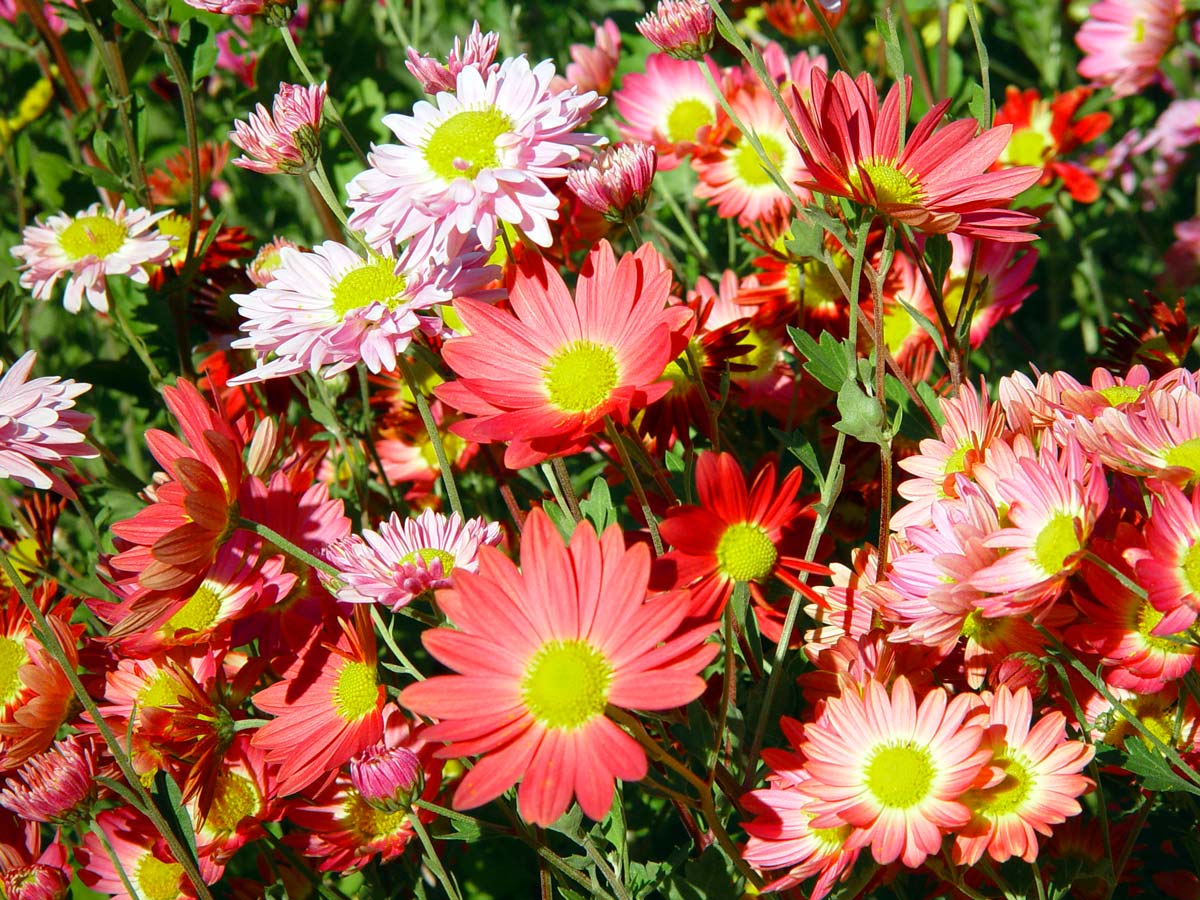 Σε κάθε μήνα αντιστοιχεί ένα λουλούδι 