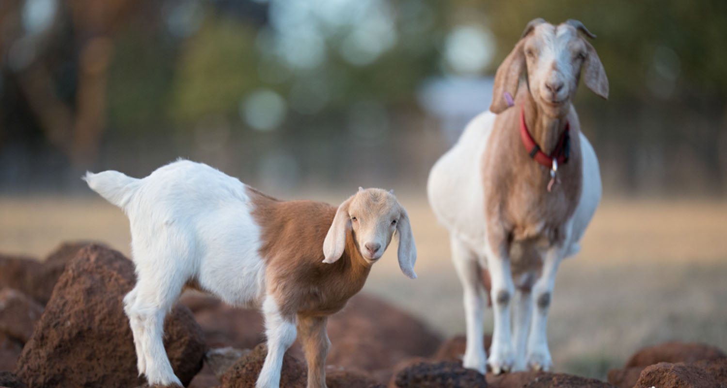 Προληπτικά μέτρα για τα αιγοπρόβατα