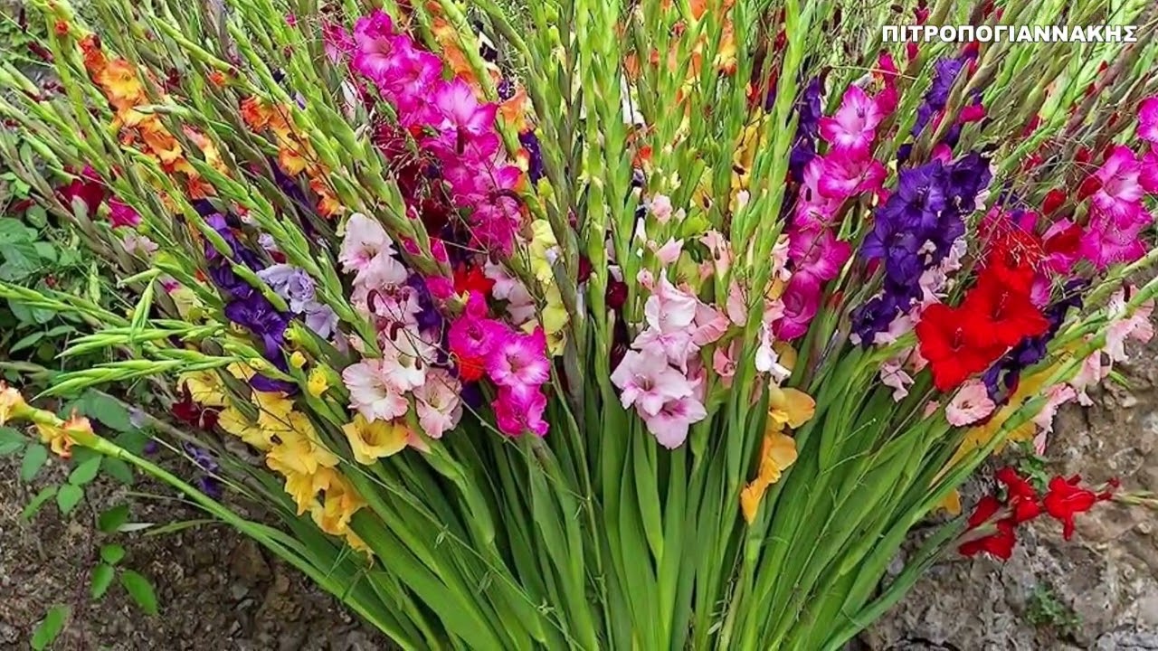 Σε κάθε μήνα ανήκει ένα λουλούδι 