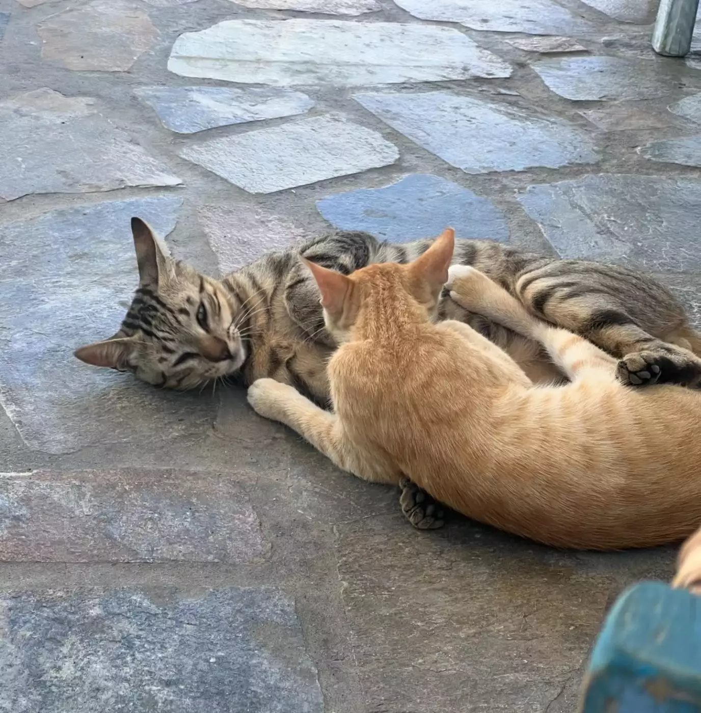 Ελεωνόρα Ζουγανέλη και Νίκος Συρίγος στην Αστυπάλαια