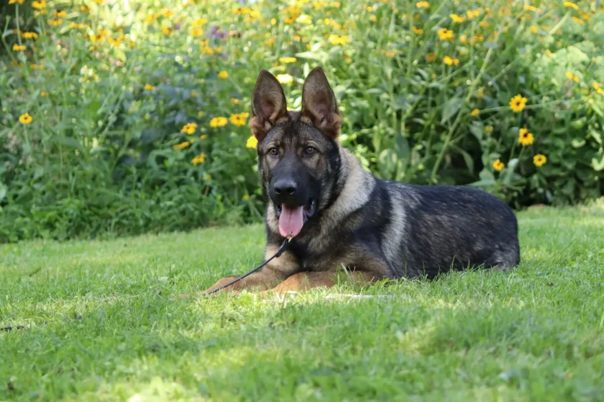 Κακοποίηση σκύλου ηλικιωμένου ζευγαριού 