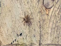 Τσίμπημα καφέ αράχνης συμπτώματα 